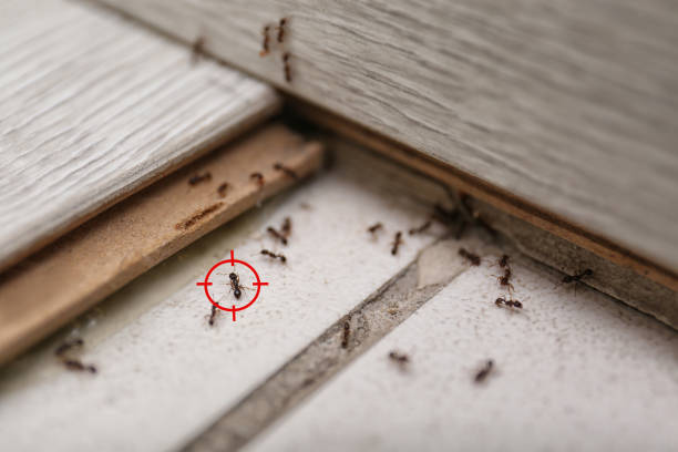 Best Pest Prevention Services  in Bonne Terre, MO