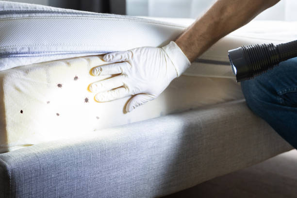 Best Termite Control Services  in Bonne Terre, MO