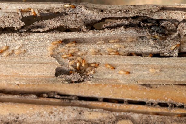 Best Residential Pest Control  in Bonne Terre, MO