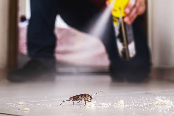 Best Wasp Removal Services  in Bonne Terre, MO