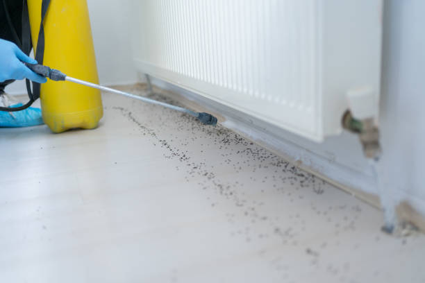 Best Insect Control  in Bonne Terre, MO